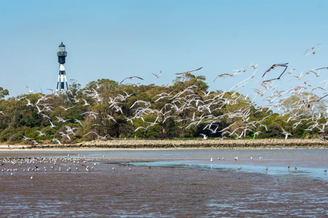 Aves marinas en riesgo por el plástico en el Atlántico Sur