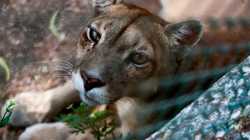 Pumas trasladados al santuario Tekove Mymba como parte de un avance en bienestar animal.