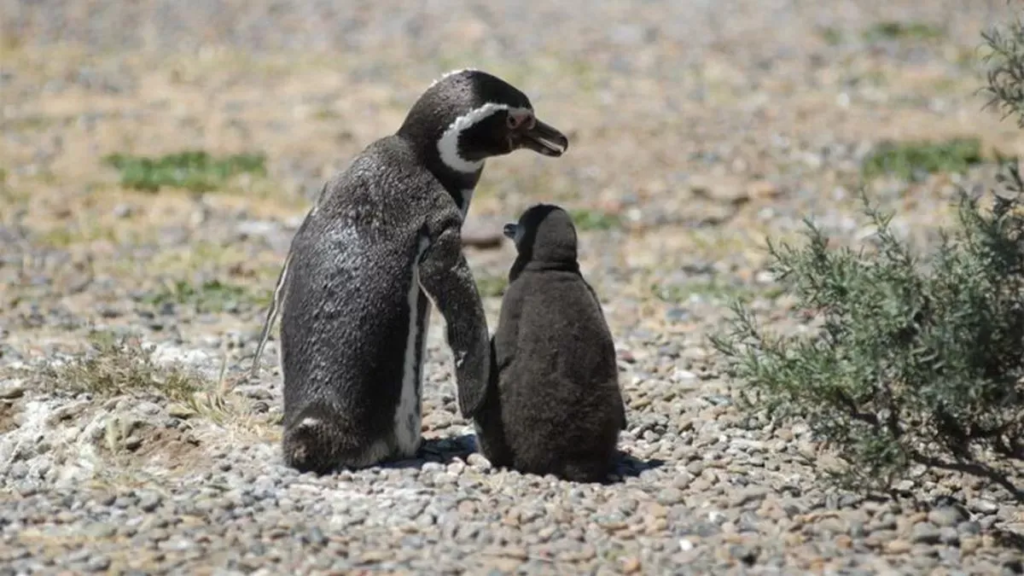 Pinguinos en Punta Tombo, salvados y protegidos