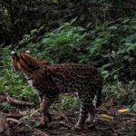 biodiversidad y producción de alimentos en empresas argentinas