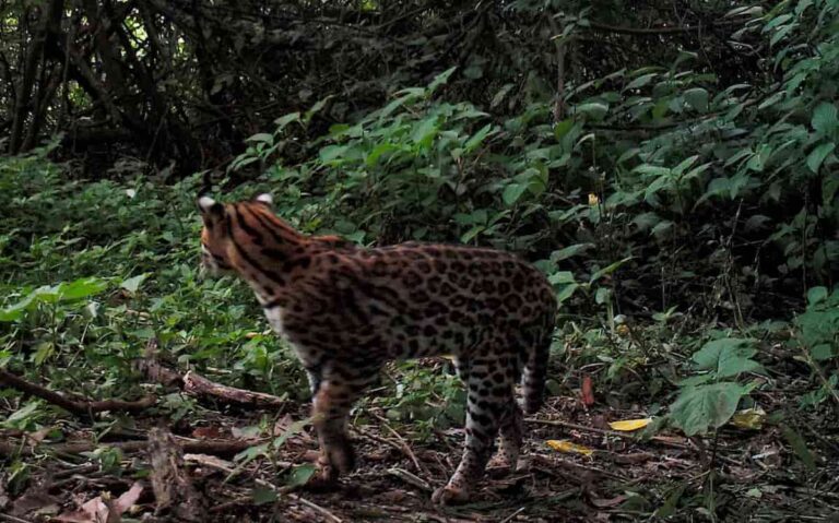 biodiversidad y producción de alimentos en empresas argentinas